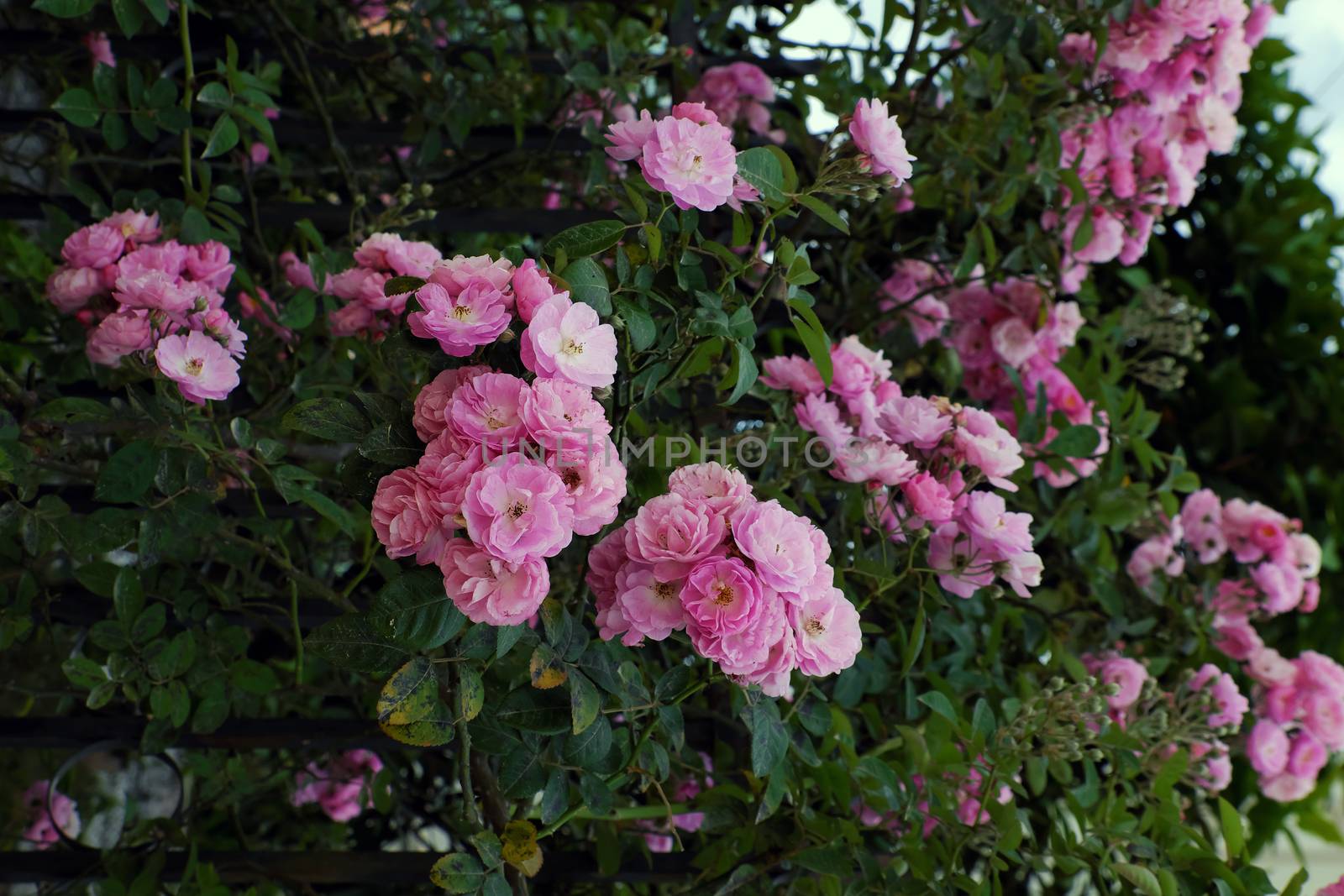 Beautiful fence of a home at Dalat, Vietnam, Climbing roses trellis front of the house, bunch of pink flower with green leaf from rosebush make nice view. Da Lat is city of flower for Viet Nam tourism