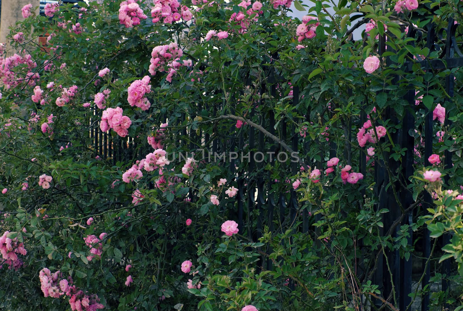 Climbing roses trellis, beautiful fence front of house by xuanhuongho