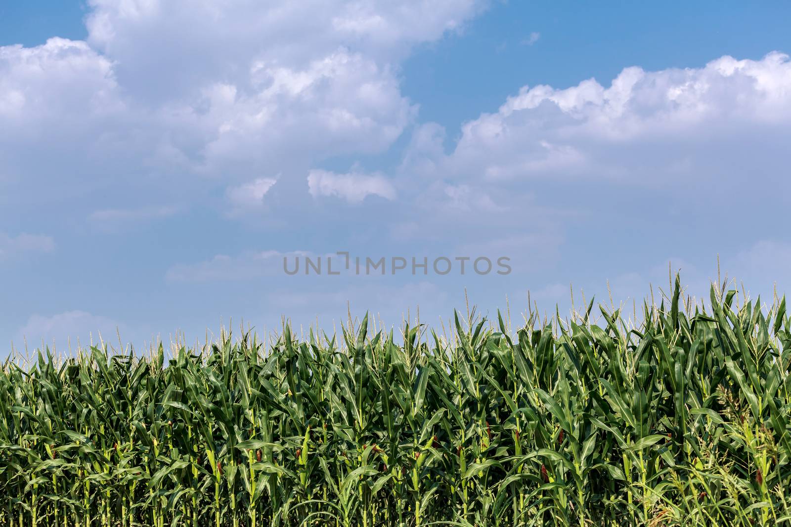 Cornfield with Clouds on Bright Summer Day