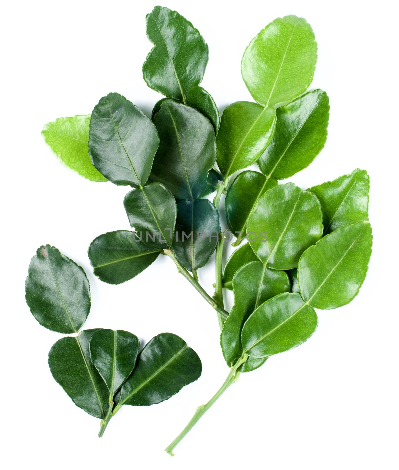 Branch of Fresh Crunchy Kaffir Lime Leafs isolated on White background