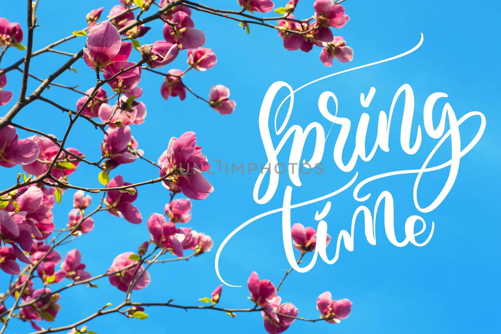 image of blossoming magnolia flowers in spring time and words Spring time. Calligraphy lettering.