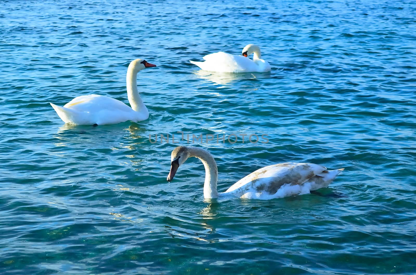 White swans in the blue sea water