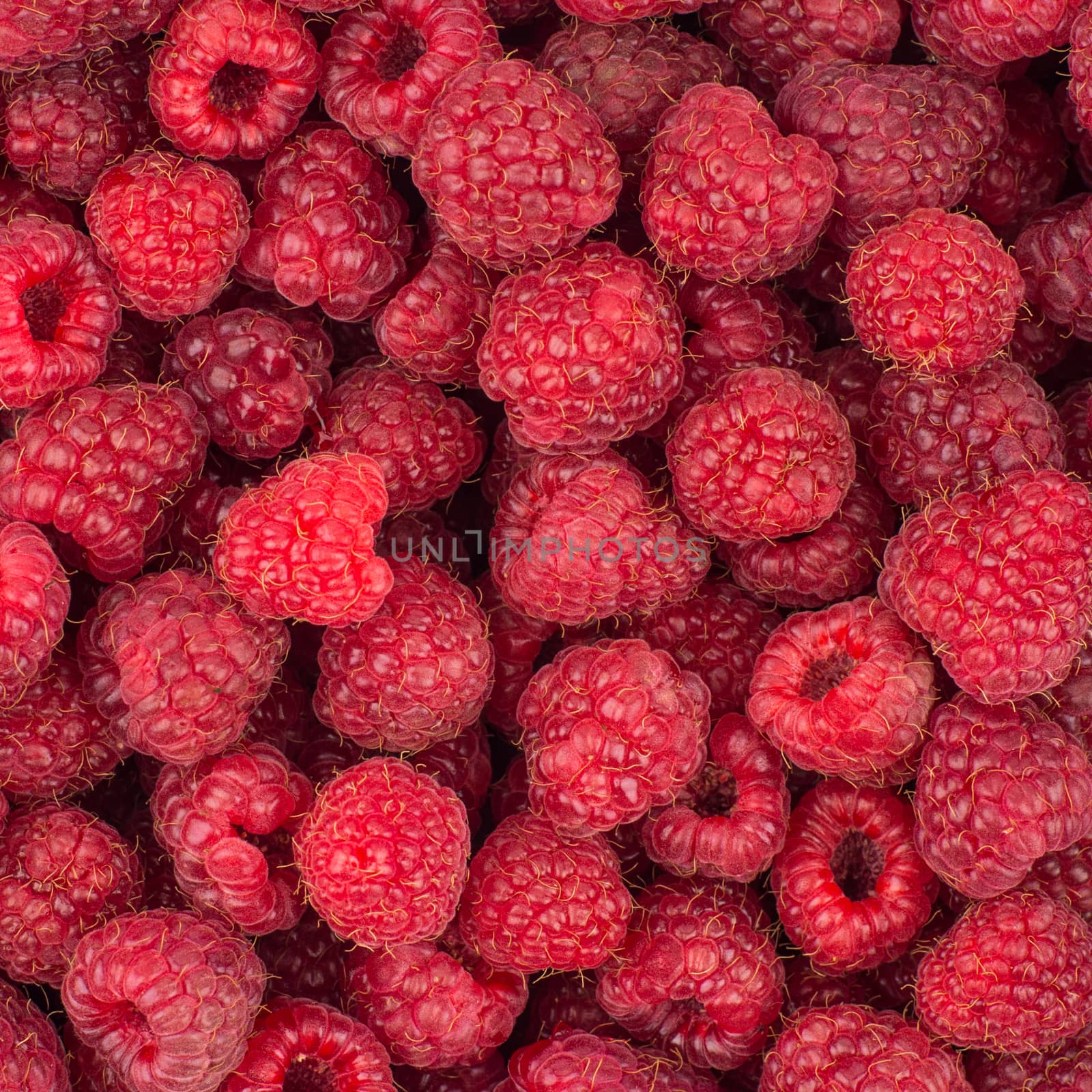 Fresh raspberries background closeup photo. Top view.