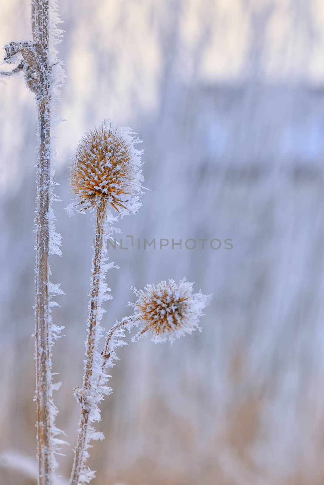 Echinops thistles plant by mady70