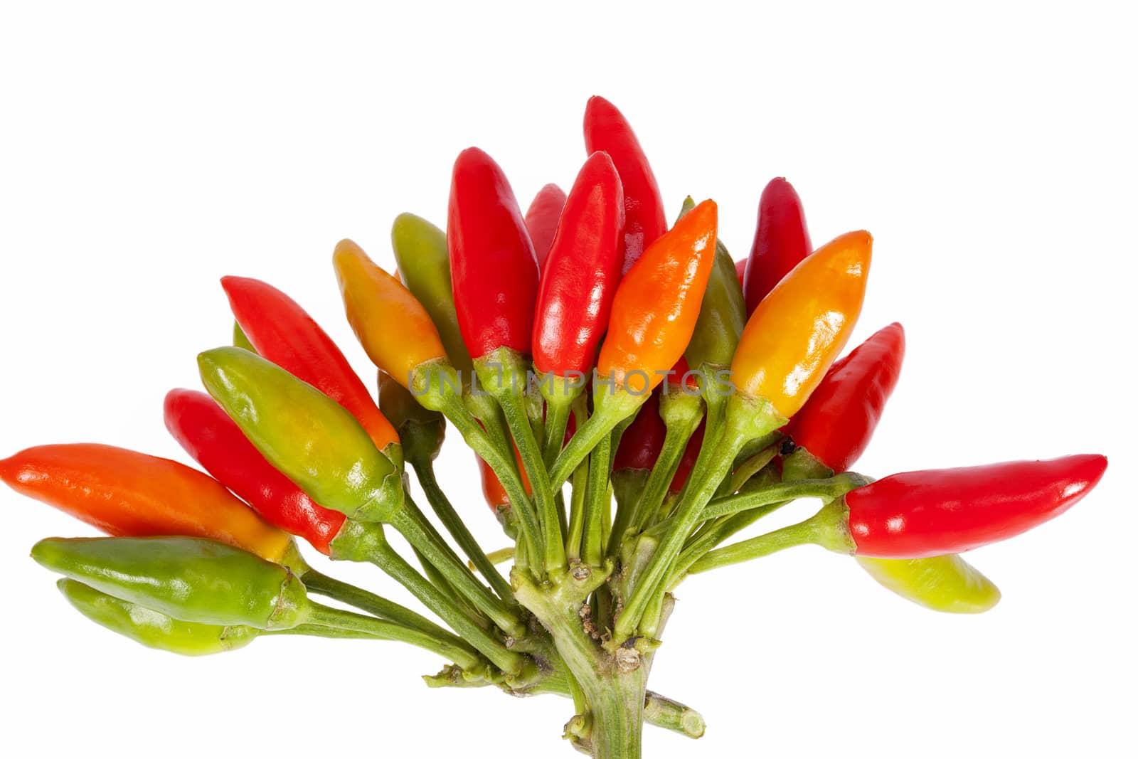 Composition of colorful decoration peppers isolated on white background, close up