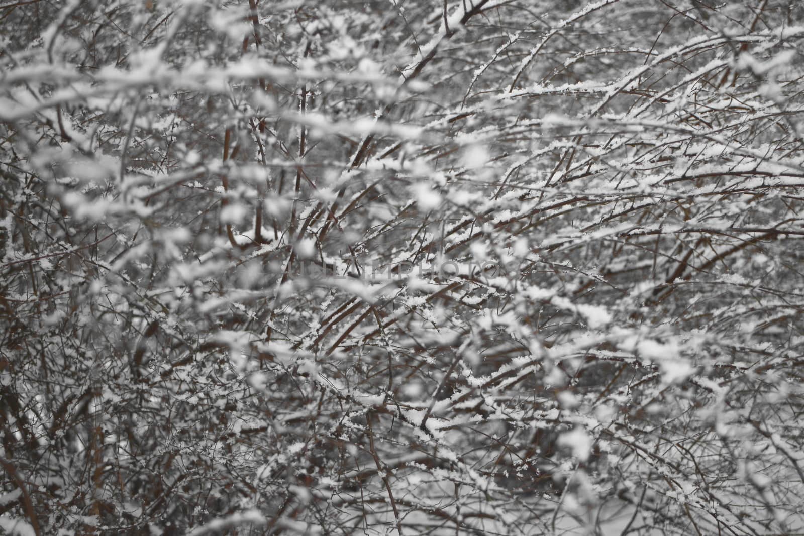 winter cold bushes snowstorm abstract background