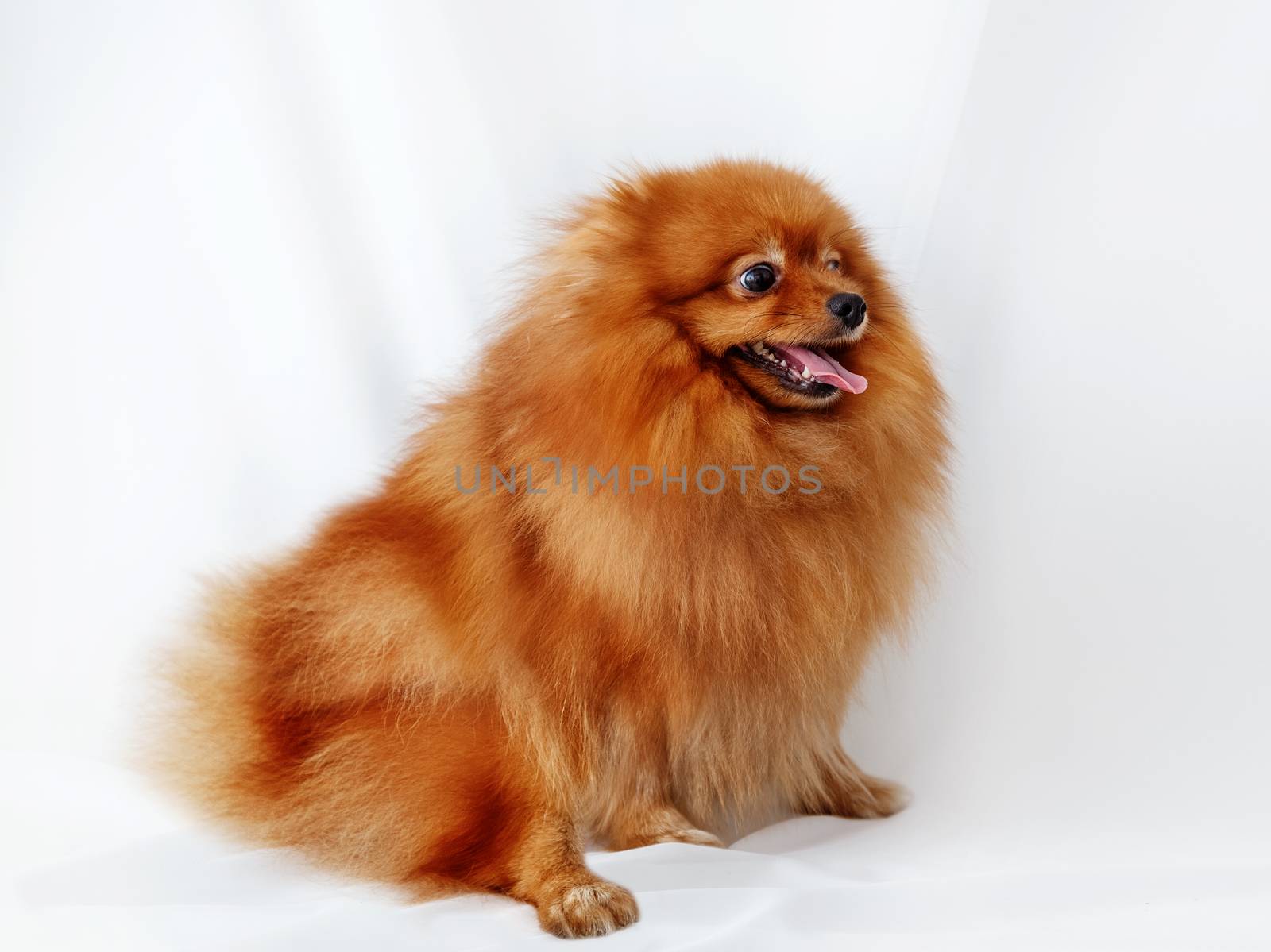 Red Spitz dog sits on a white canvas