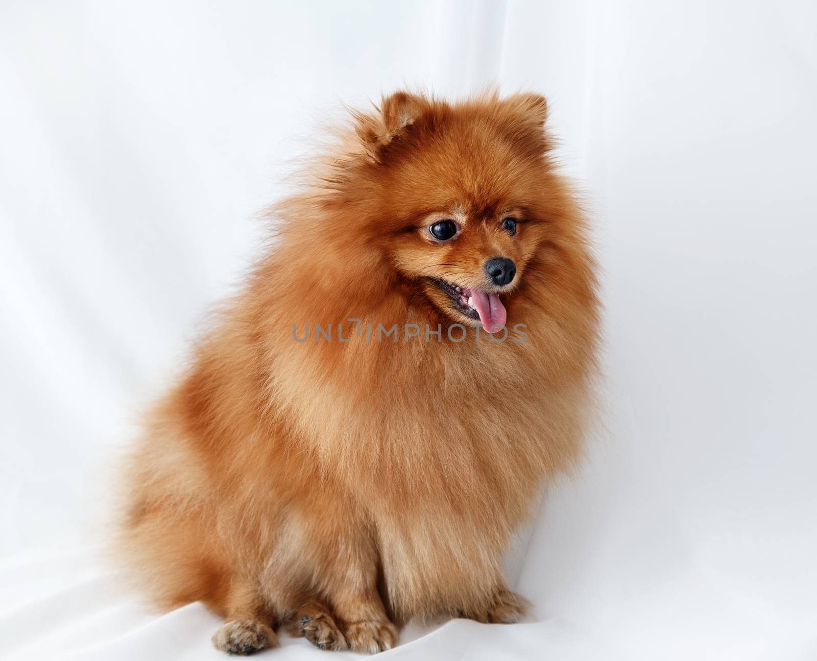 Red Spitz dog sits on a white canvas