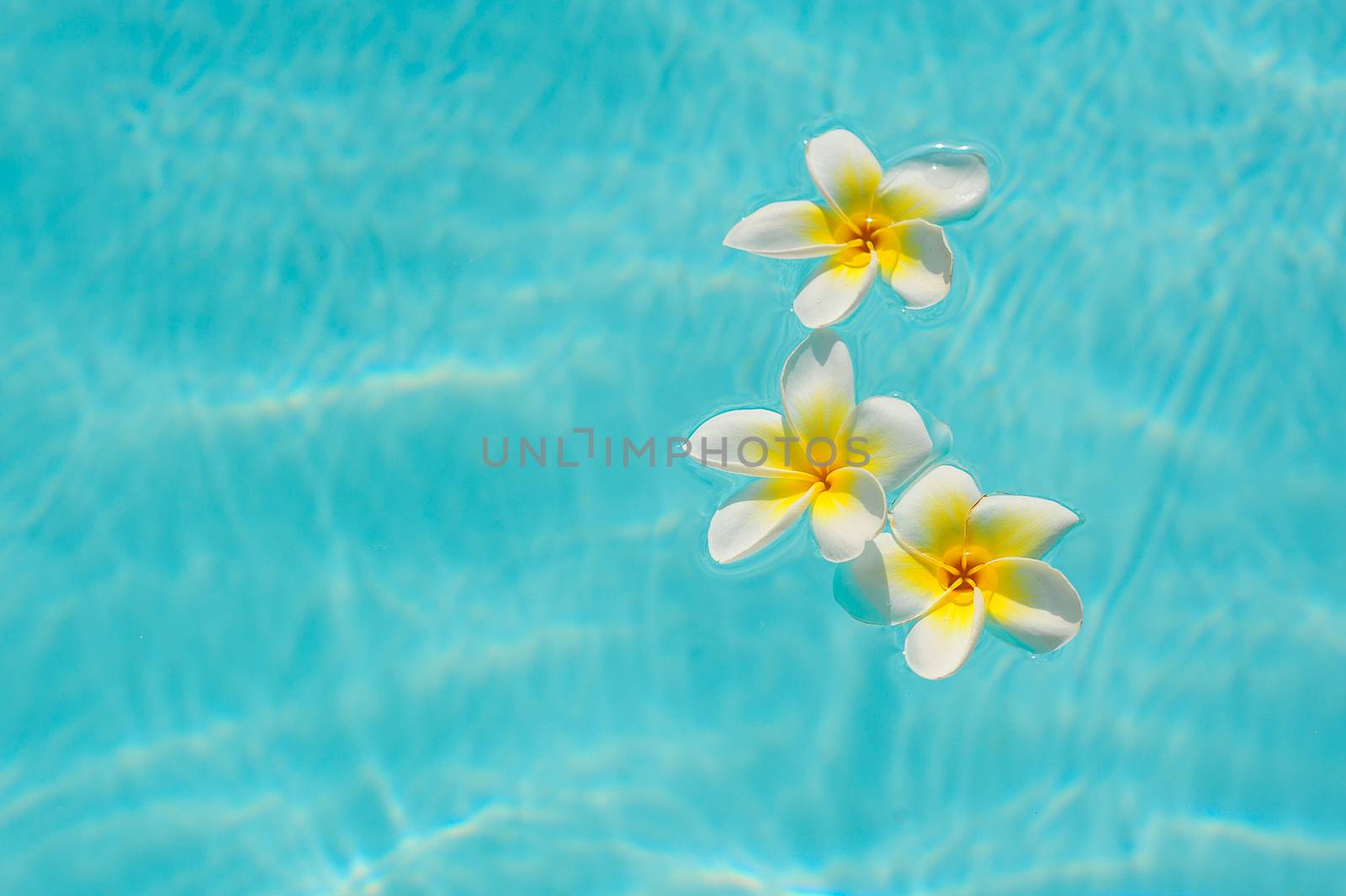 three white frangipani flower on the water in the pool.