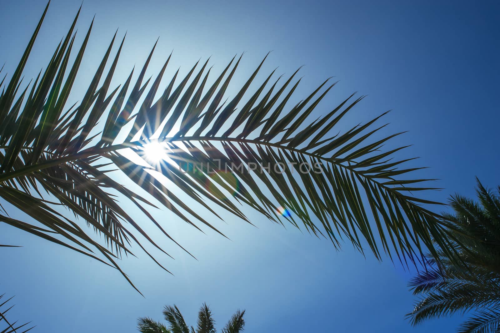 palm leaf on a background of the suns rays by timonko