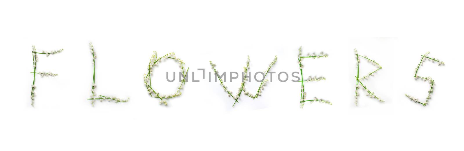 word of lily of the valley flowers isolated on white background.