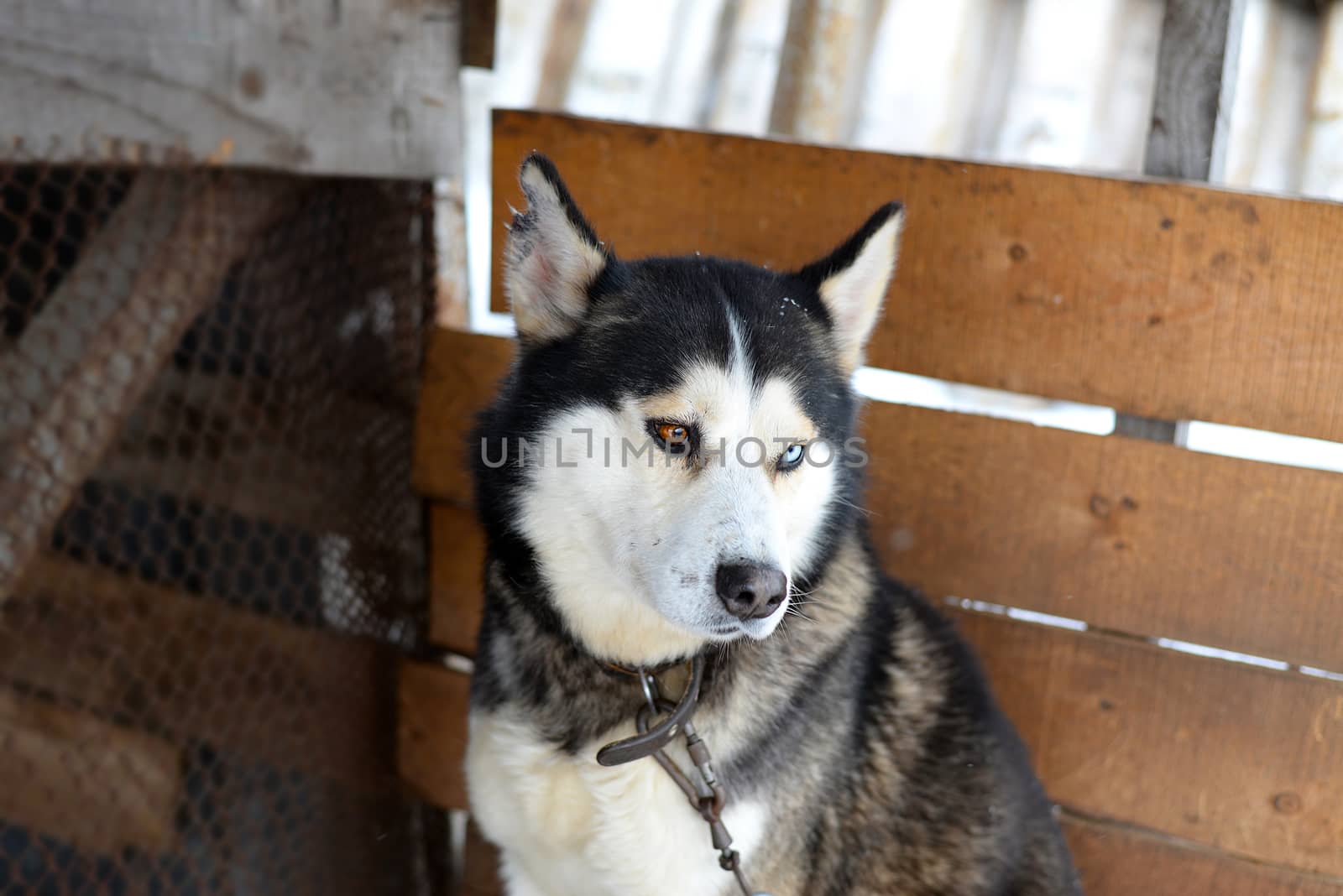 Goodness Siberian Husky a reliable friend, sled and working dog
