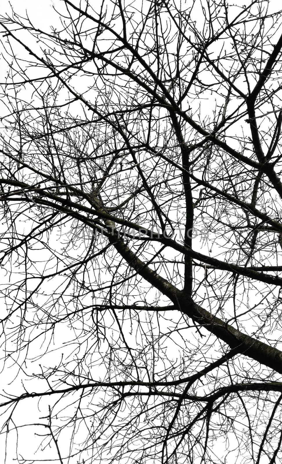 Tree branches isolated over white background.