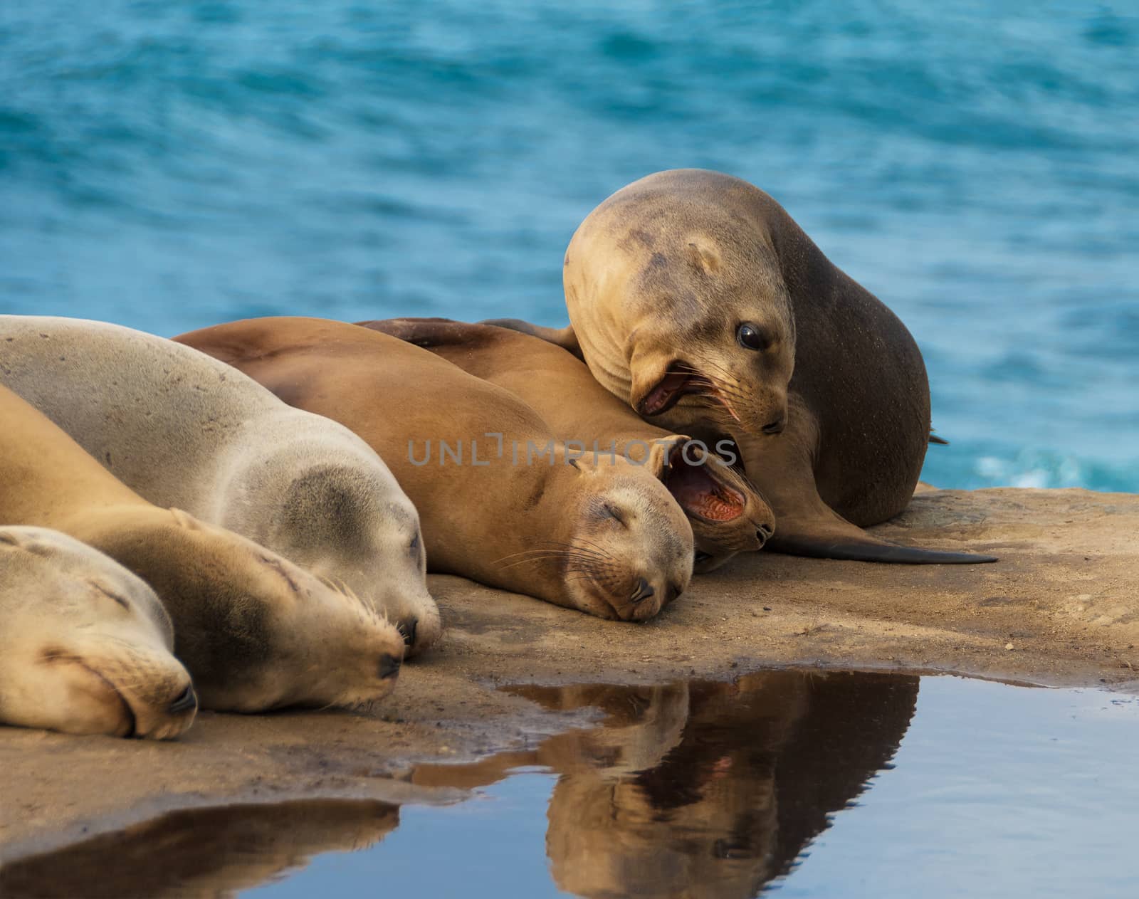 Sea Lions lying down on the rock by the ocean, while two of them are trying to bite each other.