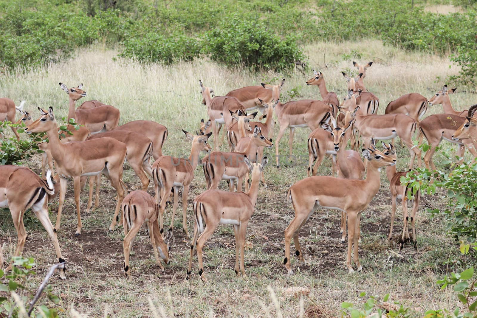 impala herd in Krugernational park