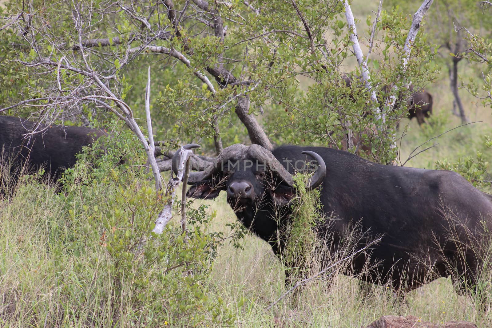 african cape buffalo bull in kruger national park