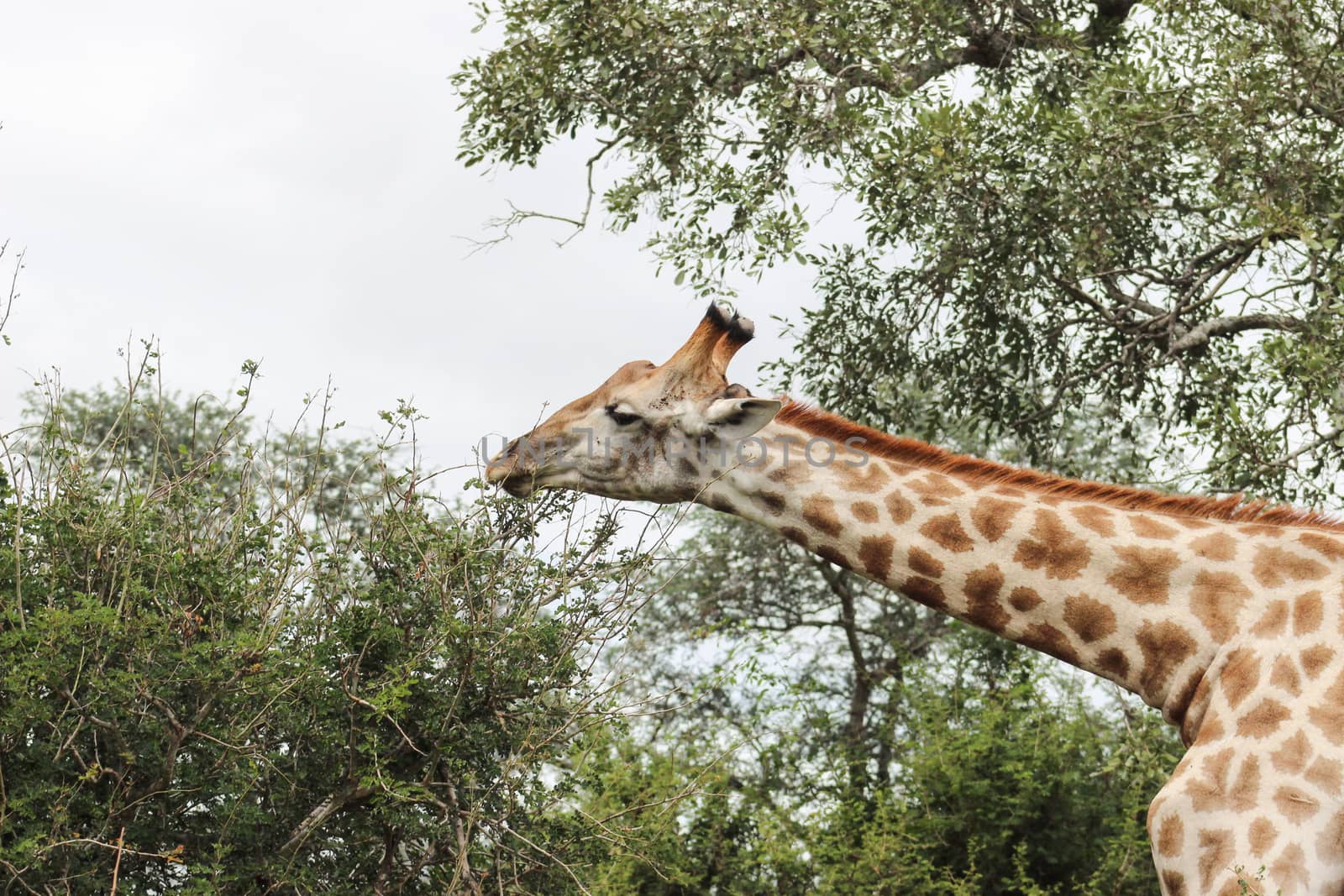 Giraffe in kruger national park reaching for leafs in a treetop