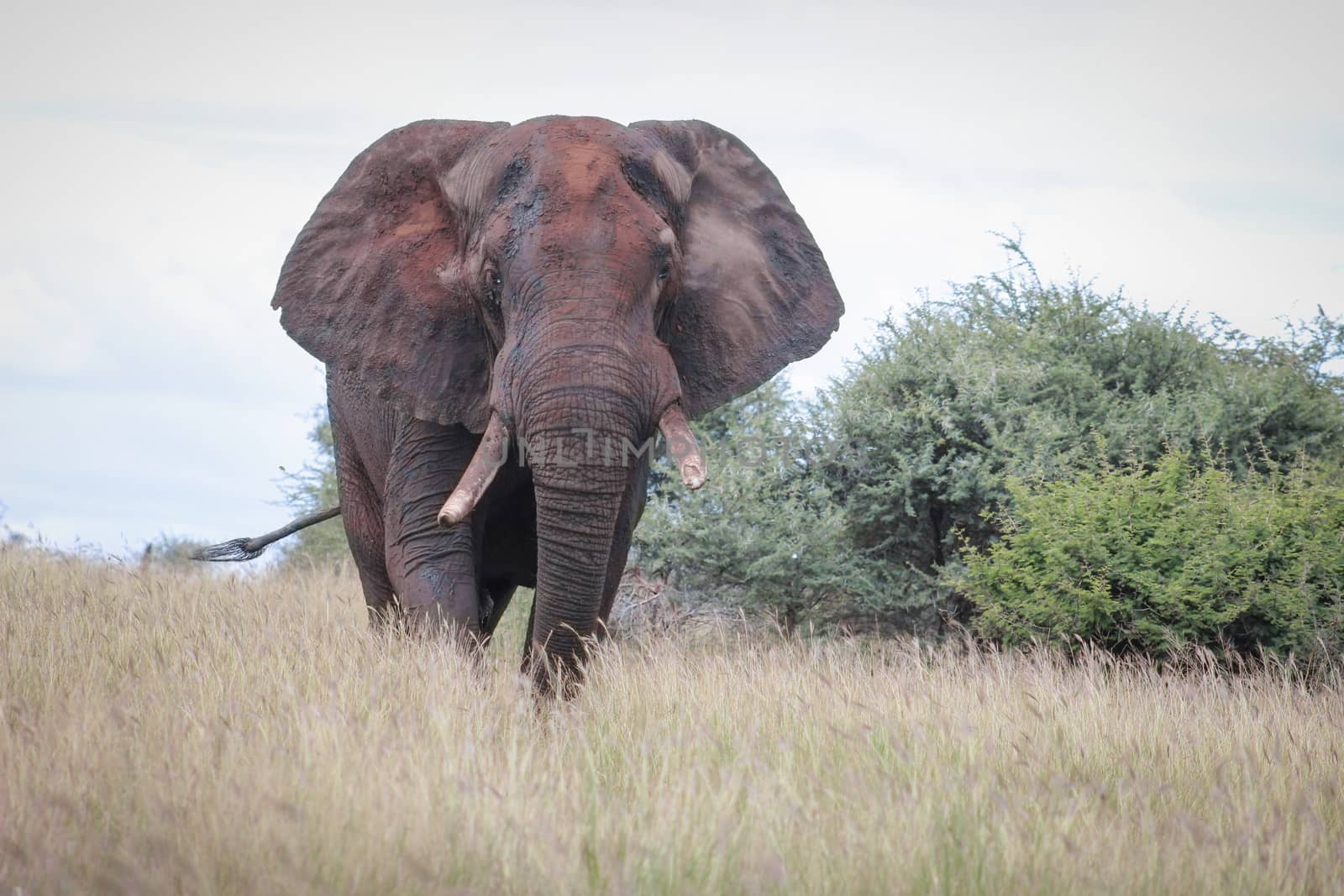 African elephant covered with dried mud by RiaanAlbrecht