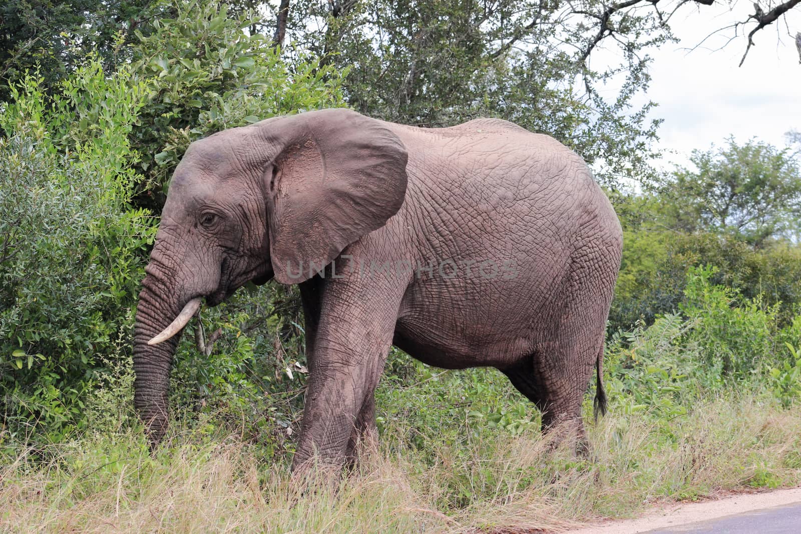 african elephant  walking on the side of road looking for the next meal