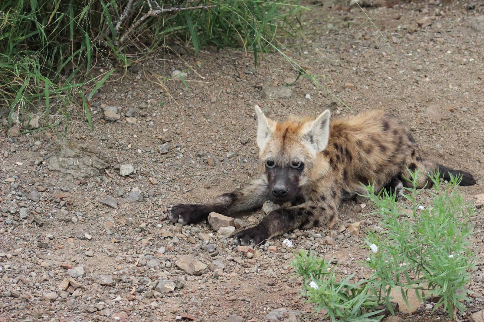 Spotted hyena cub  by RiaanAlbrecht