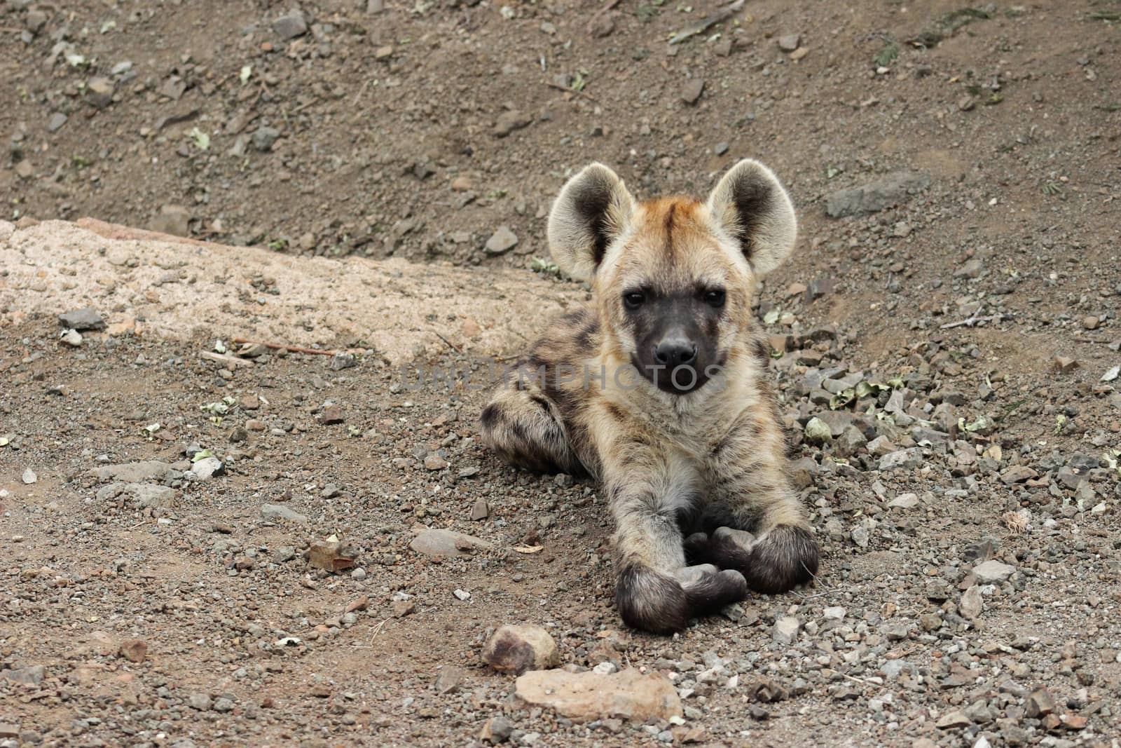 Spotted hyena cub  by RiaanAlbrecht