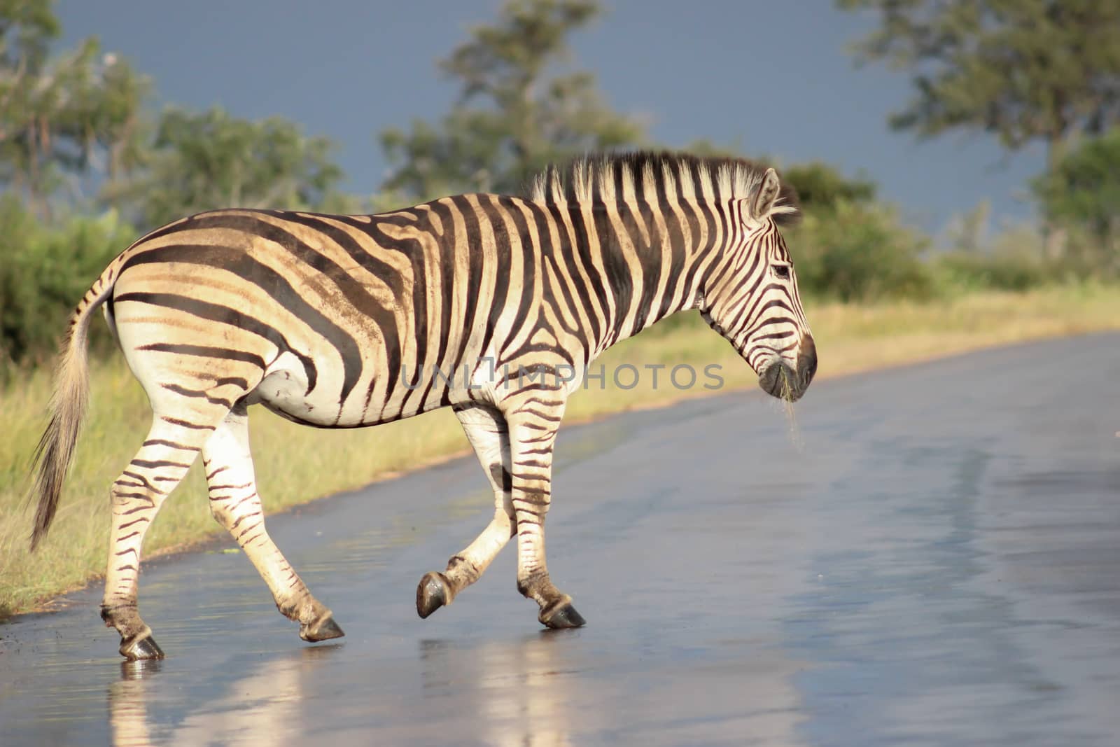 Plains zebra walking on wet road by RiaanAlbrecht