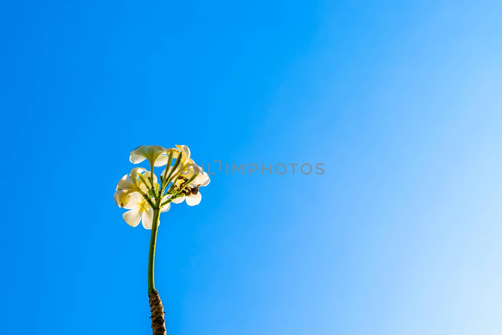 Frangipani tree under the clear blue sky