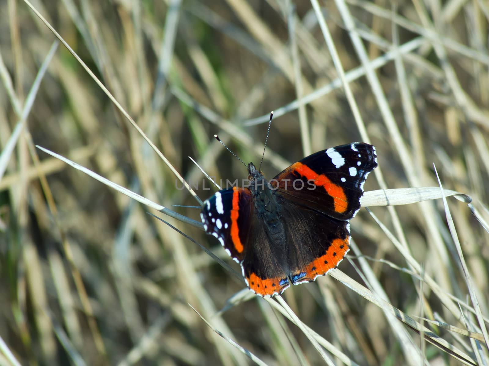 The admiral butterfly (Vanessa Atalanta) of dry grass
.