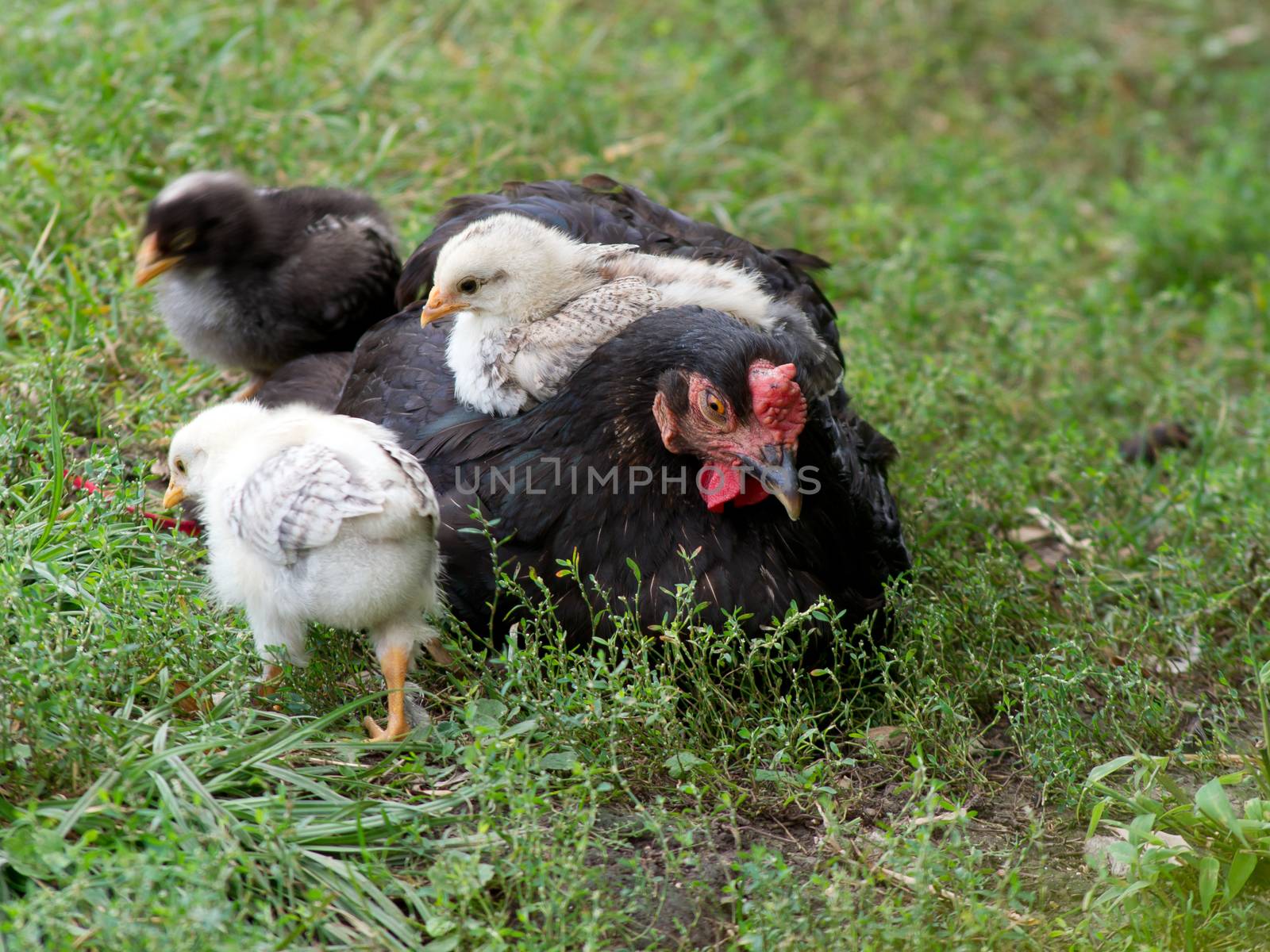 The brooding chicks. by dadalia