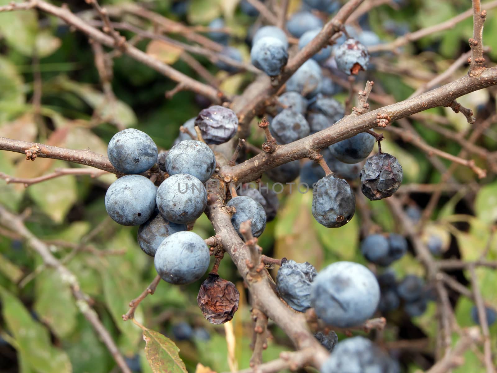 blue sloes (Prunus spinosa) by dadalia