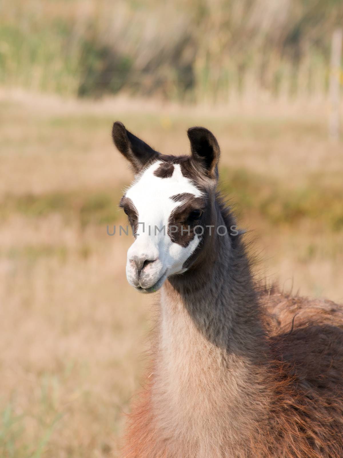 The llama (Lama glama) in a pasture.