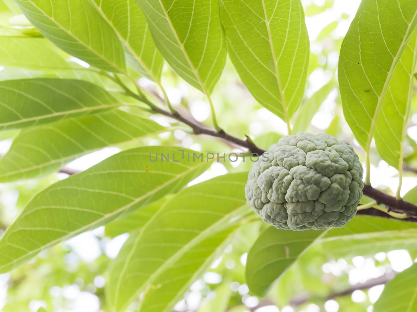 Fresh sugar apple growing on a tree