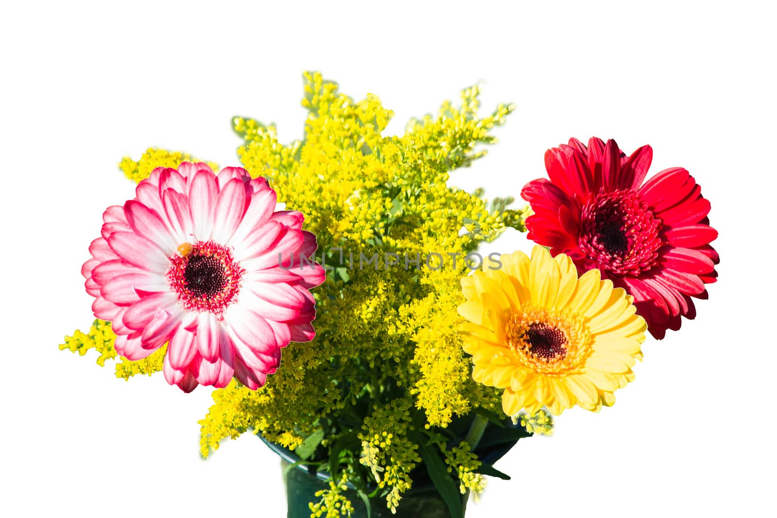 Colorful different-colored autumn flowers in the late summer sun against white background.