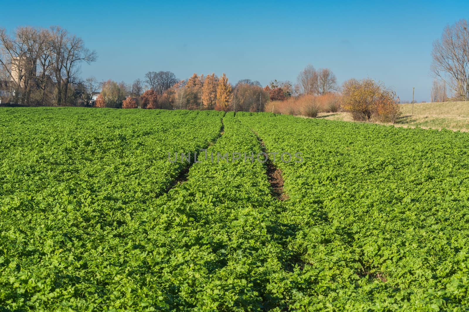 View of an Agra field in winter. Cultivated with winter vegetables.