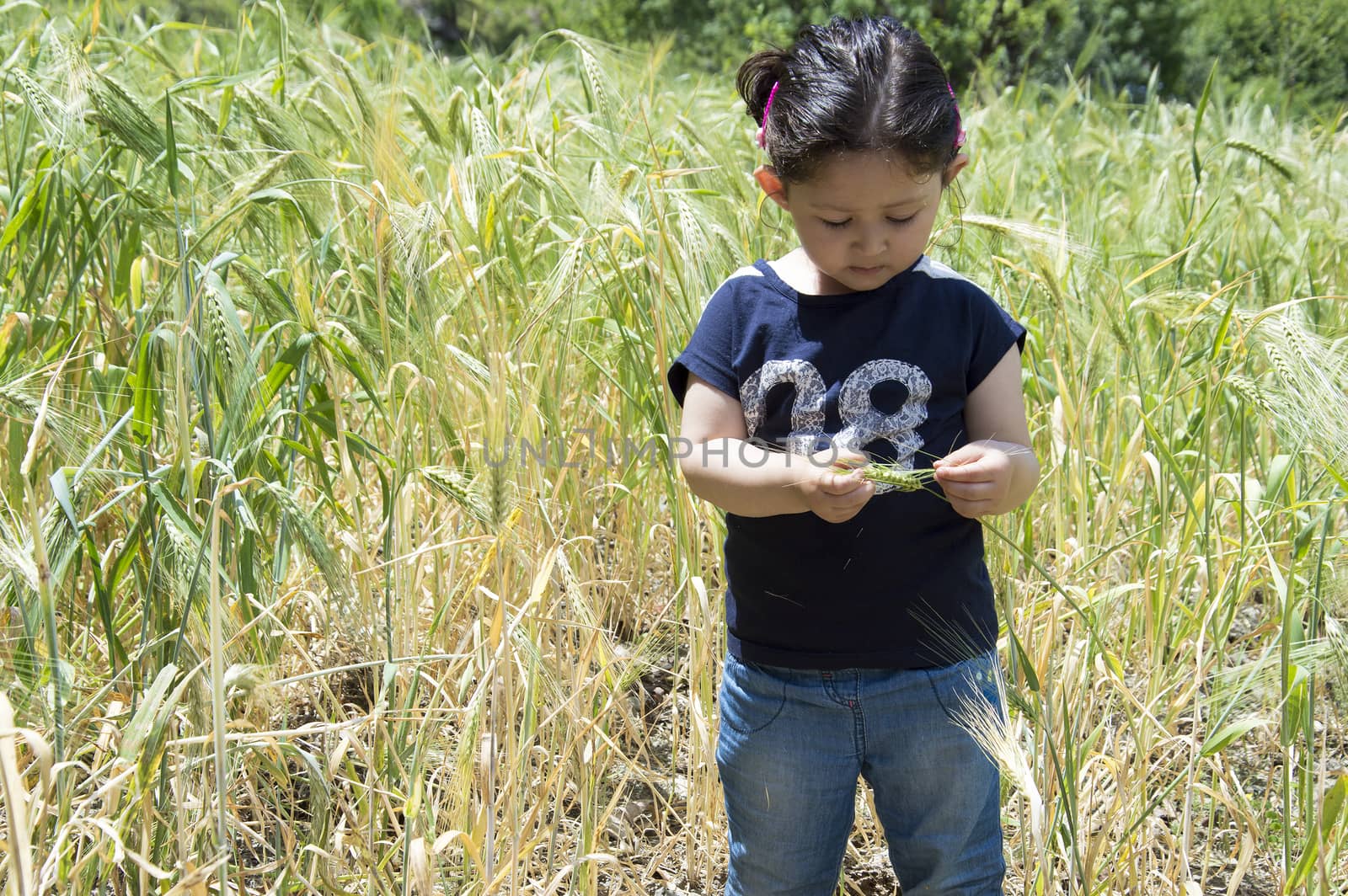 Portrait of a little girl holding wheat stalk in a green wheat farm.
