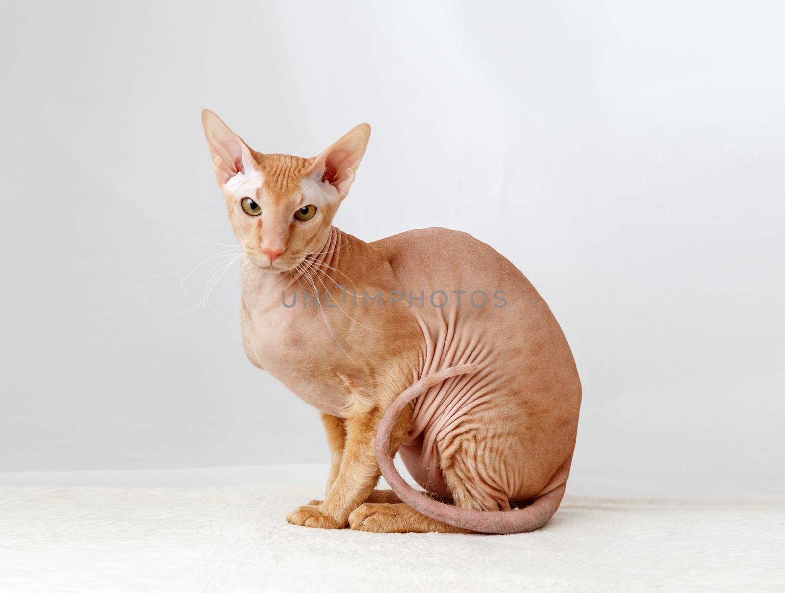 Peterbald cat, Oriental Shorthair against the white curtains