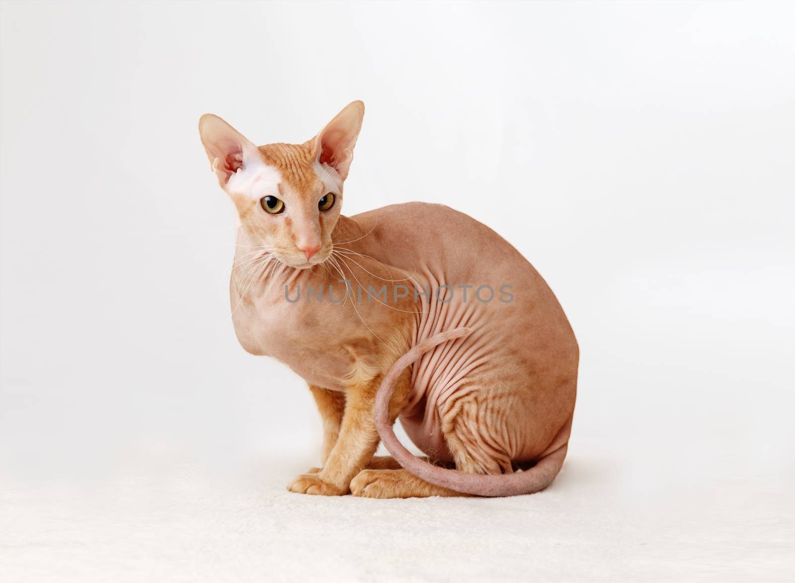 Peterbald cat, Oriental Shorthair against the white curtains