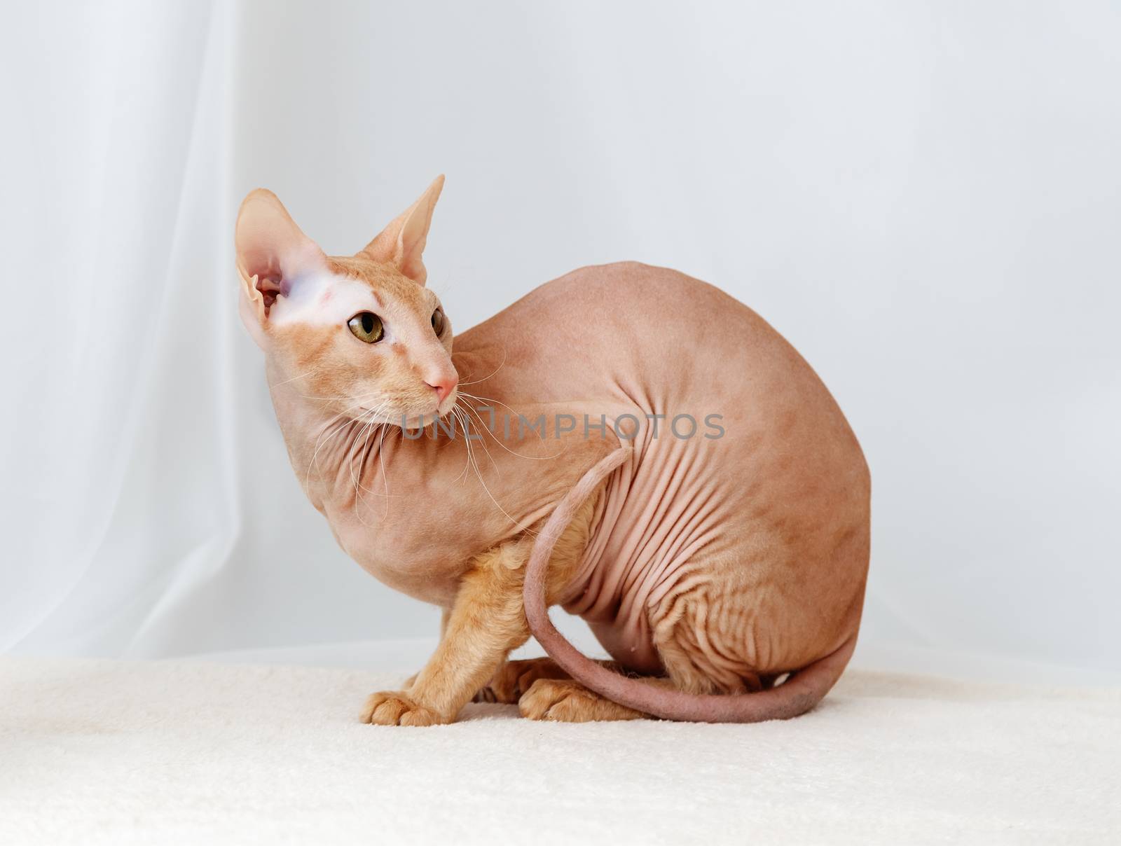 Peterbald cat, Oriental Shorthair against the white curtains