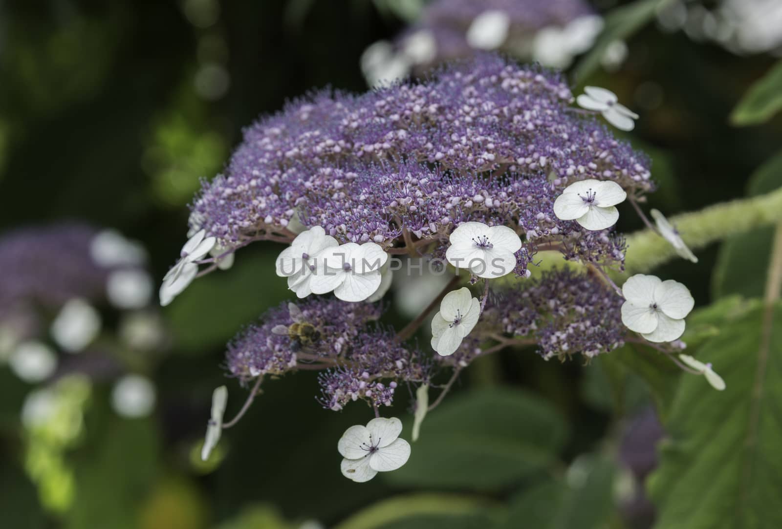 Hydrangea hortensis Blaumeis flowers in garden