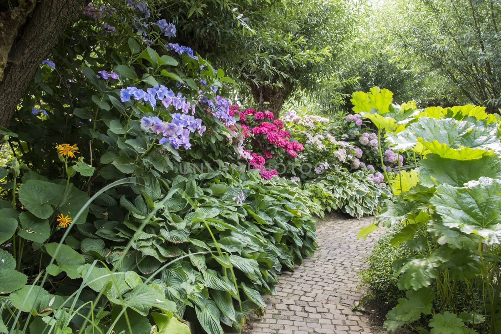 flowers in big english garden in red green pink purple and other colors