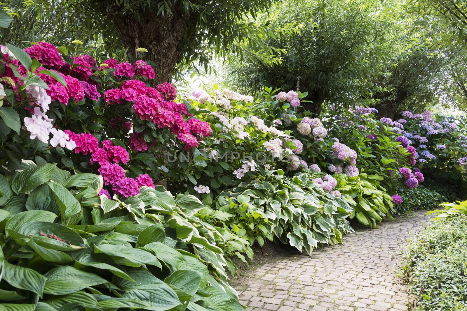 rhododendrons in english garden by compuinfoto