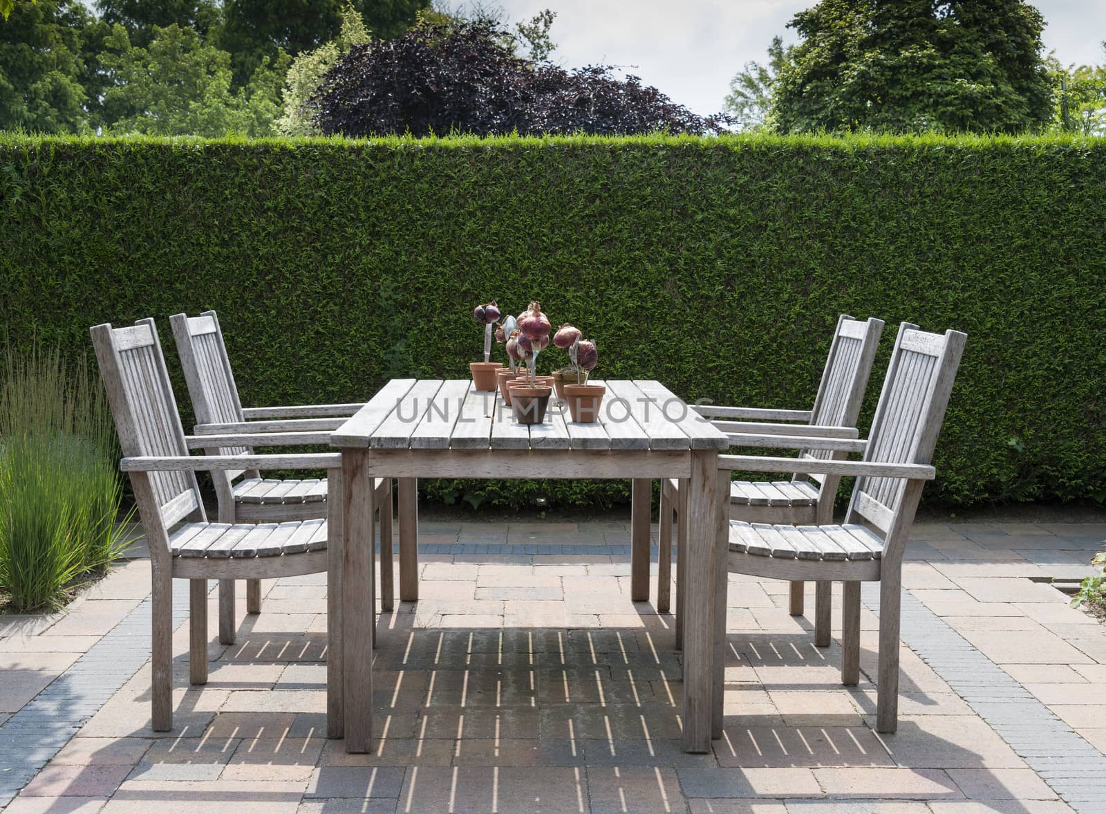 wooden garden furniture in garden with yew hedge