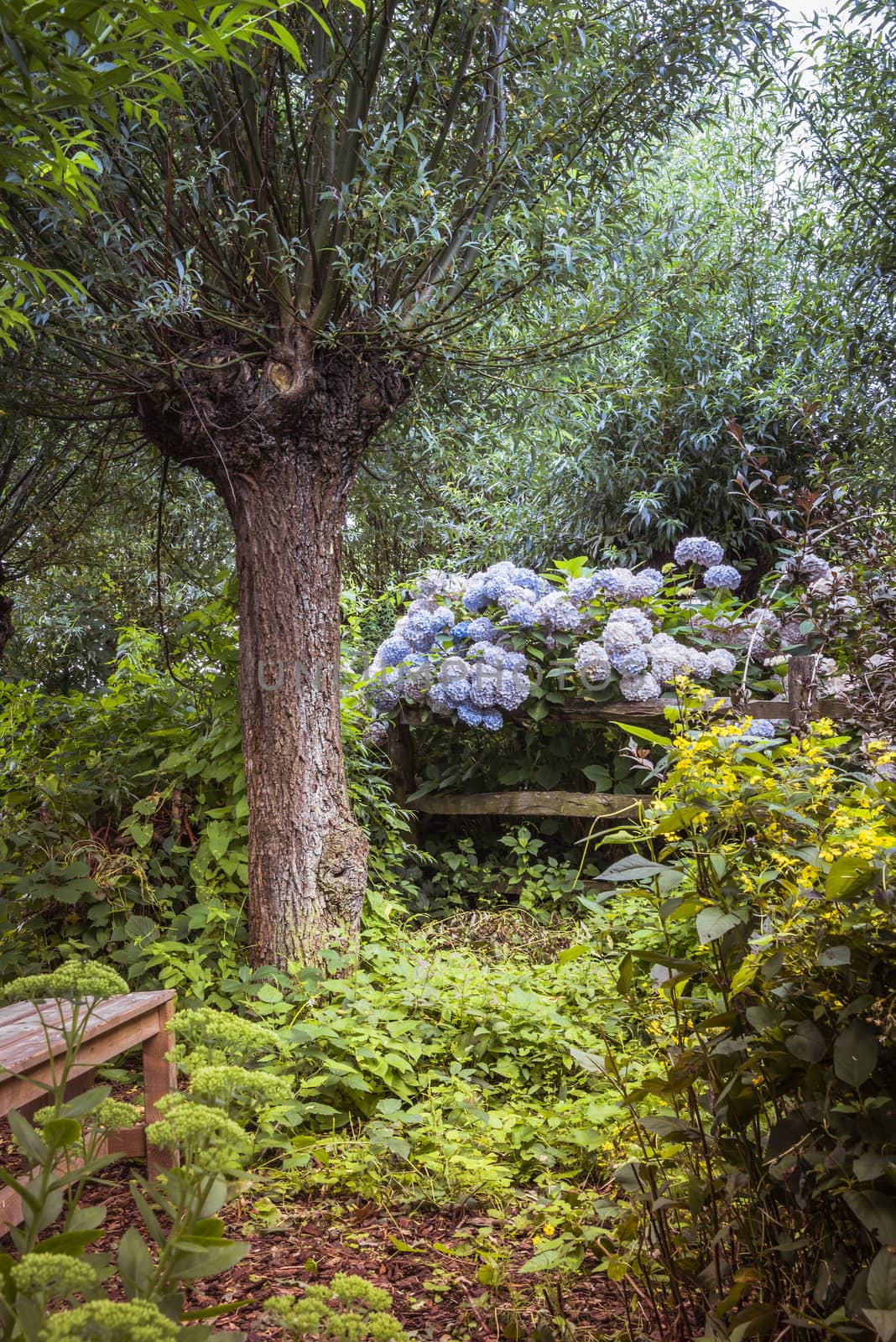 english garden with tree and flowers as rhododendron or azalea