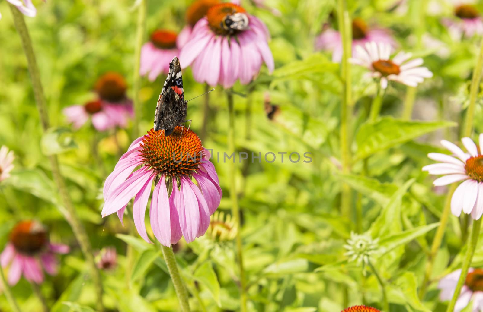 butterfly on Echinacea purpurea   in green garden