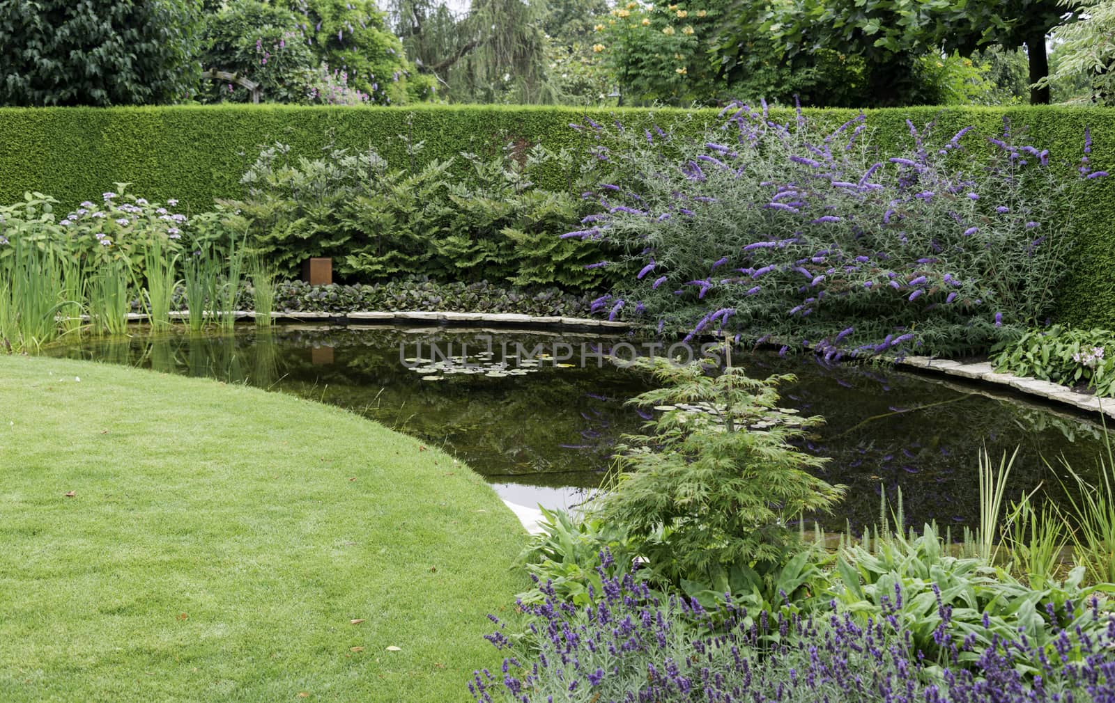 english garden with green grass near a small water and plants flowers like buddleja 
