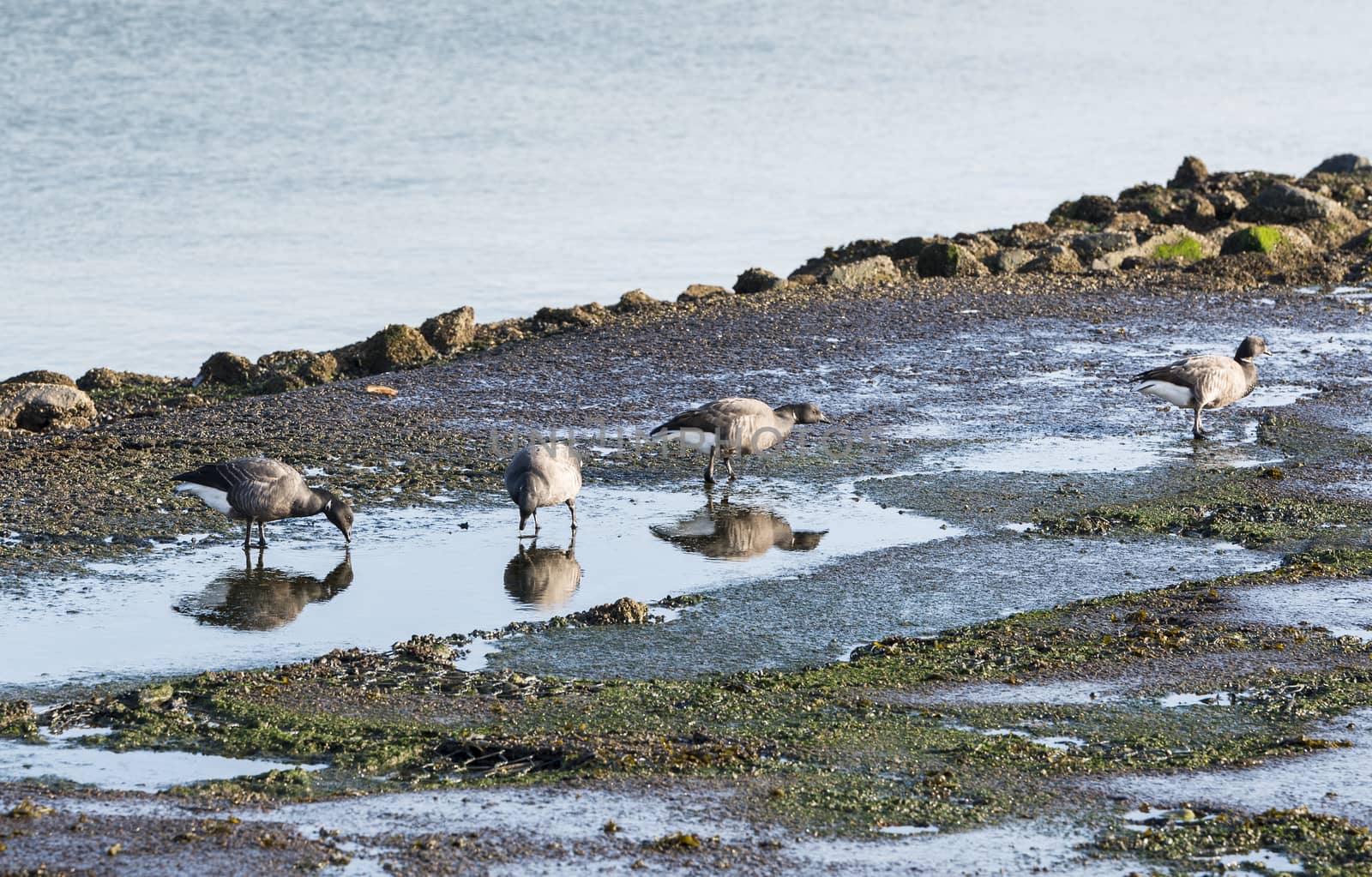 group of geese in february drinking water in pond in the netherlands