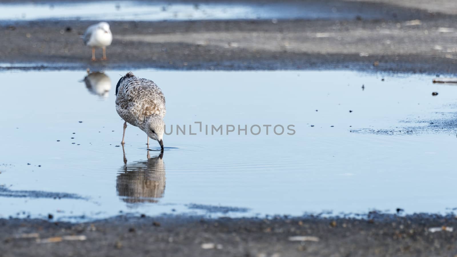 young seagull bird drinking water in small pond