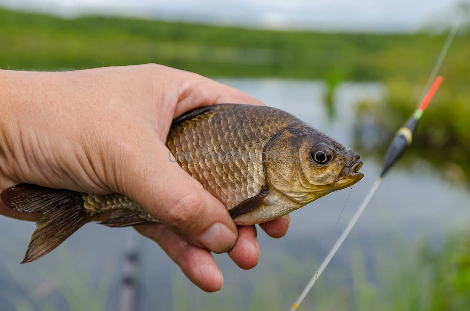 Carp just caught on the bait lake