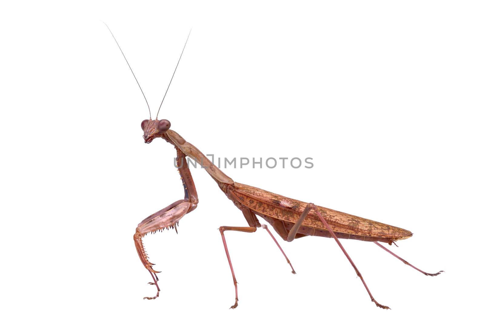 Mantis isolated on a white background