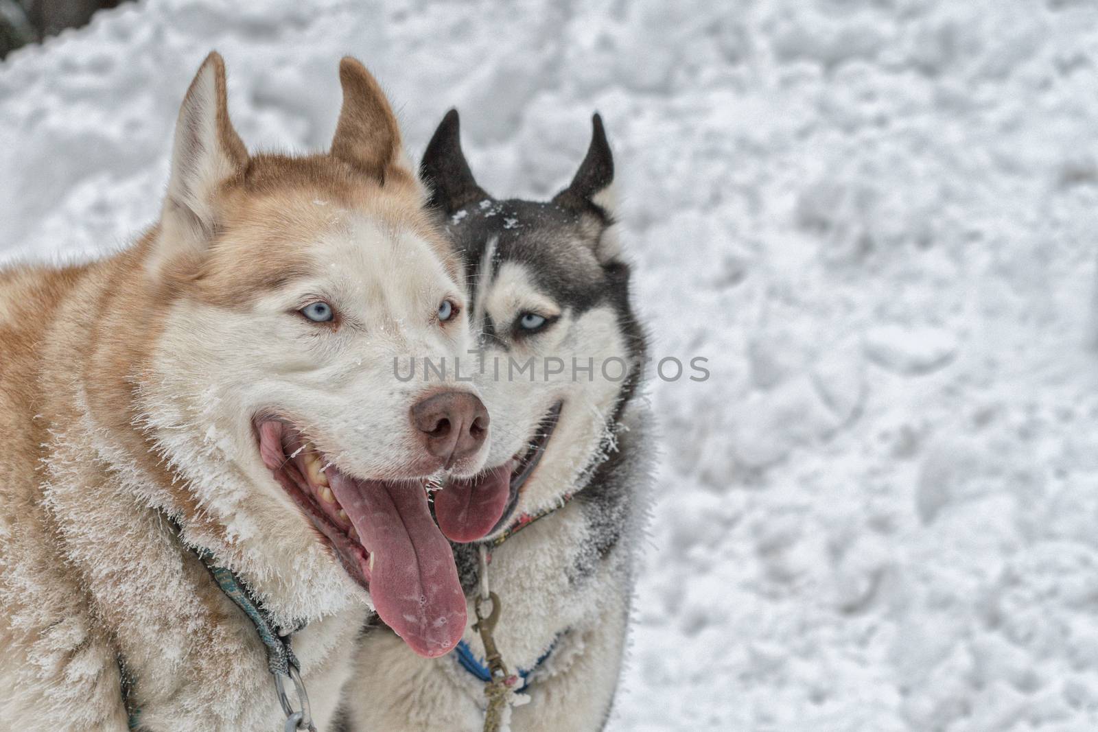 Portrait of two husky dogs with snow in background